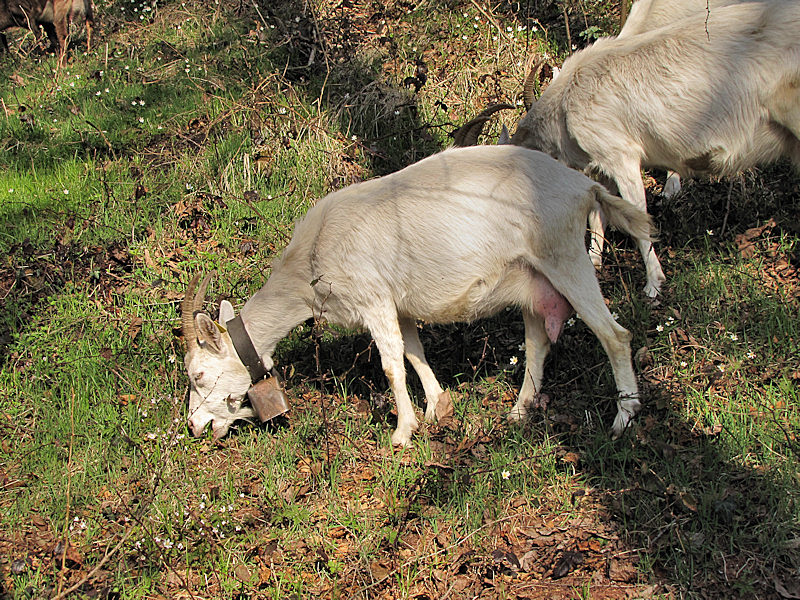 Animali al pascolo